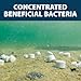 Airmax MuckAway Natural Beneficial Bacteria for Outdoor Ponds & Lakes, Muck, Sludge & Noxious Odor Solution, Easy to use Enzyme Tablets, Cleaner Beach & Shoreline, Fish, Pet & Wildlife Safe, 8 Scoops
