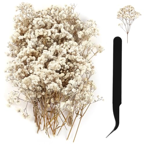 Schleierkraut Getrocknet, Weiß Getrocknete Blumen, Schleierkraut Trockenblumen zum Basteln, Trockenblumen Deko Mit Pinzette für DIY Hochzeitsdeko Kerze Harz Schmuck Lesezeichen, Grußkarten