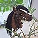 Hobby Horse for Kids A4 Chestnut Hobby Horse on Stick