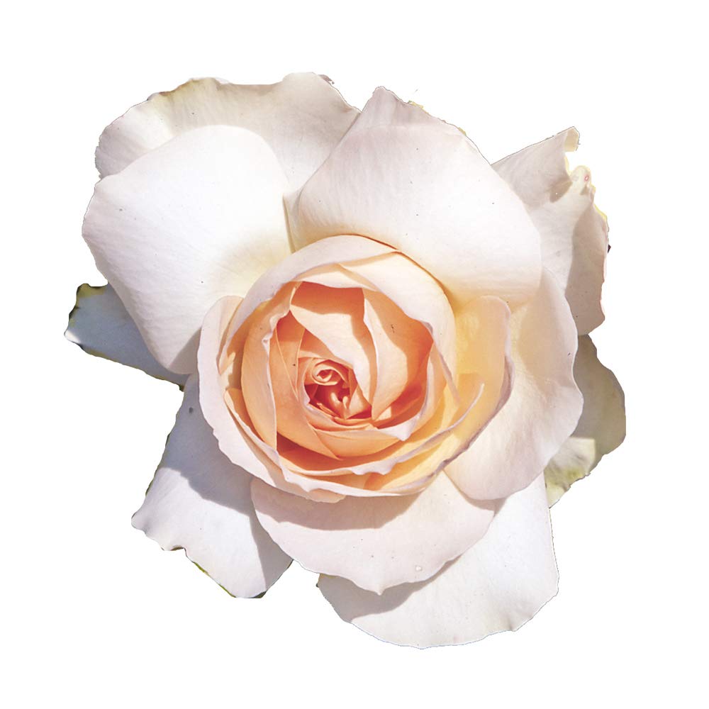 Rosa Nautica Barni® In Vaso - Color Lilla Lavanda, Rifiorente Per Balconi E Giardini - Foto 10