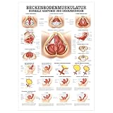 Sport-Tec Beckenbodenmuskulatur Lehrtafel Anatomie 100x70 cm medizinische Lehrmittel