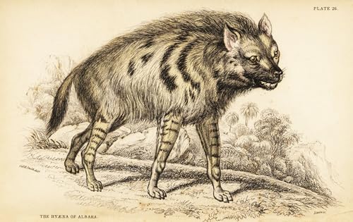 Toile Affiche Arts Hyène rayée Hyaena William Home Lizars peinture
