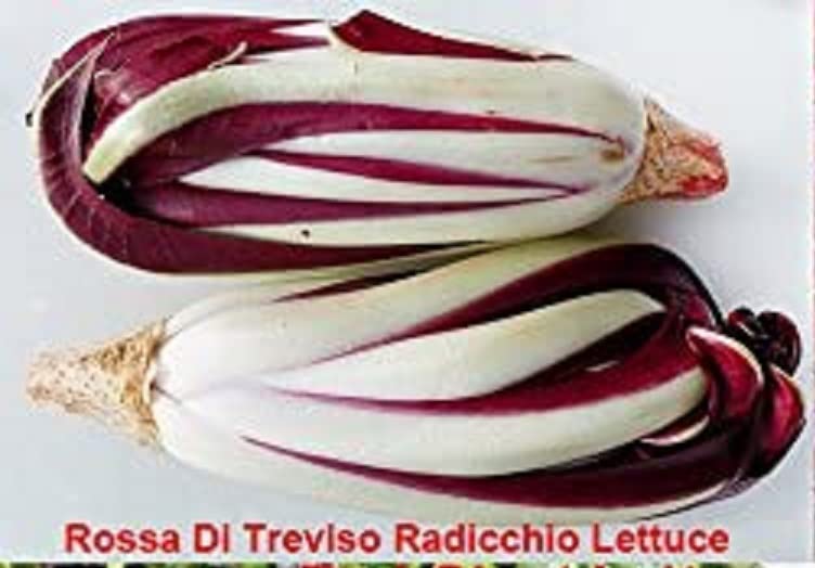 See full amazon price history chart for VibeX Rossa Di Treviso Radicchio Lettuce Seeds-500 Seeds VibeX Rossa Di Treviso Radicchio Lettuce Seeds-500 Seeds (B0BBFYY5RN) Amazon Price History, Amazon Price Tracker