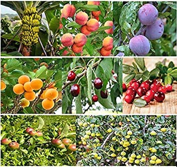PACK SEMILLAS ECOLÓGICAS ÁRBOLES FRUTALES DE MÁXIMA CALIDAD Y PRODUCTIVOS