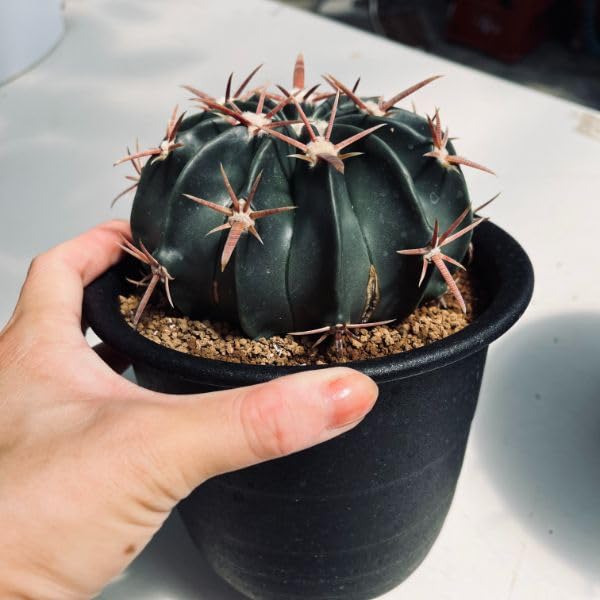 Amazon｜サボテン：ホマロケファラ 綾波*幅12cm【現品をお届け】一品