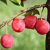 1a-plant Milanka (R) Bunte Kirschpflaume Buschbaum 110-140 cm 10 Liter Topf Unterlage: St. Julien A