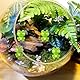 SUPRROW 100Pcs Mini Grüne Plastik Frosch, Mini Frösche Grüne Frosch-Figuren,Fairy Garden Miniatur Figuren für Aquarium Garten,Frosch Dekorationen für Party