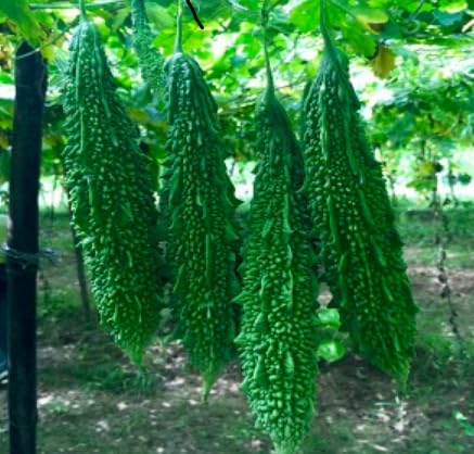 Bitter Gourd Faizabadi - Desi Vegetable Seeds (B0CB1L8QVY) Amazon Price History, Amazon Price Tracker
