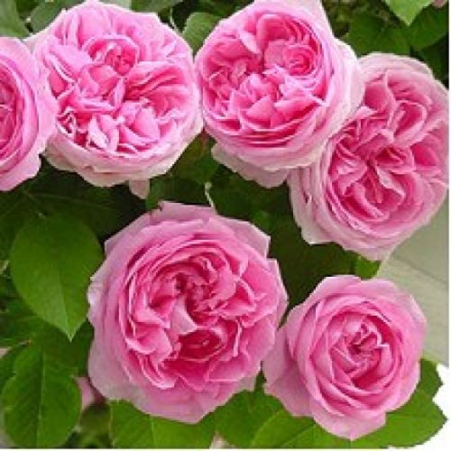 EdensField Live English Pink Rose Flower Plant With Pot (B07YG5DHY4) Amazon Price History, Amazon Price Tracker