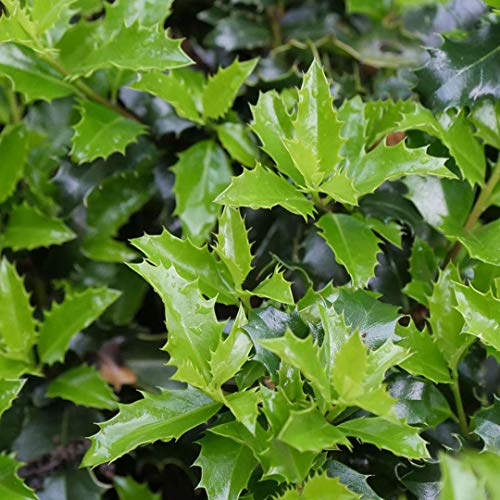 Castle Keep® Blue Holly - Ilex - 4" Pot - Proven Winners #TOP24