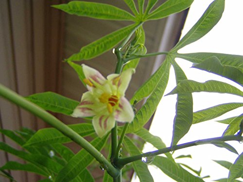 Manihot esculenta | Tapioca | Cassava | Yuca | Manioc | Mandioca | 5_Seeds
