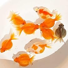 (Biology) emuwai Ping Pong Pearl, 1 Ping Pong Pearl, Size M, Approximately 1.2 - 2.0 inches (3 - 5 cm), Goldfish, Pearl Scale