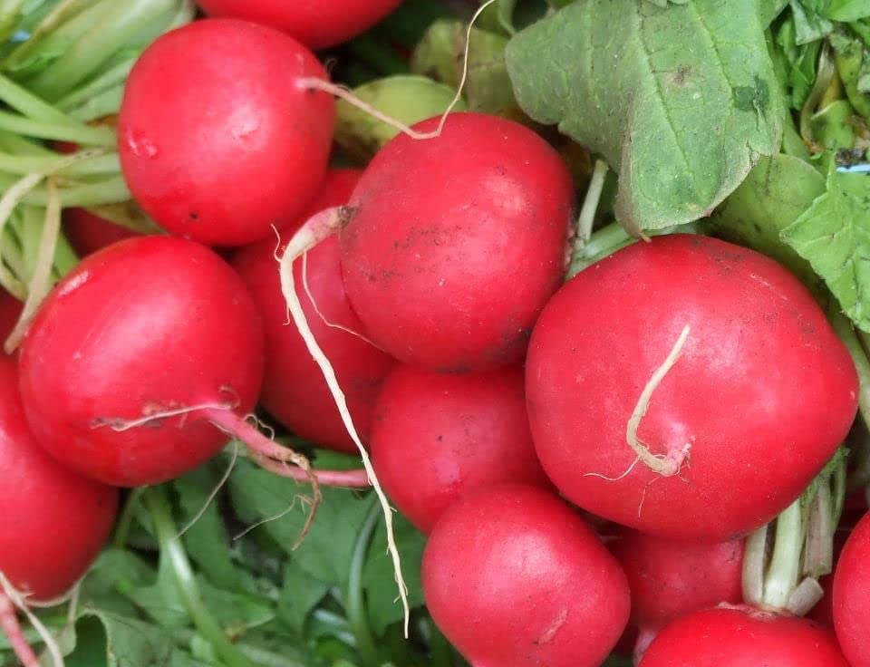 See full amazon price history chart for Ritz Farming� imported Turnip red Hybrid Seeds For Kitchen And Gardening vegitable seeds(Pack Of 70-80 seeds) Ritz Farming� imported Turnip red Hybrid Seeds For Kitchen And Gardening vegitable seeds(Pack Of 70-80 seeds) (B0BNNQNF59) Amazon Price History, Amazon Price Tracker