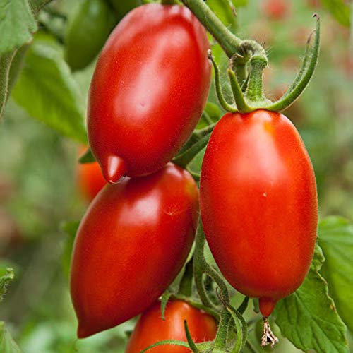 amish tomato - Tomato, Amish Paste ~ Heirloom-From The Amish Here In Pennsylvania ~ 100 Seeds!