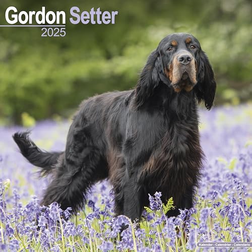 Gordon Setter Calendar 2025 | Square Dog Breed Wall Calendar - 16...