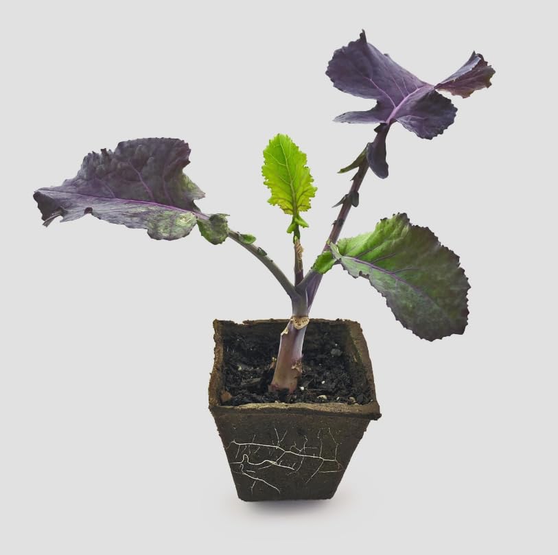 Purple Tree Kale Live Plant