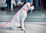 YUDOTE Hundehalsband und Leine Set Klein, Weiche Reizfreie Cord-Halsband-Leine Passende Combo für Den Täglichen Spaziergang, Rosa