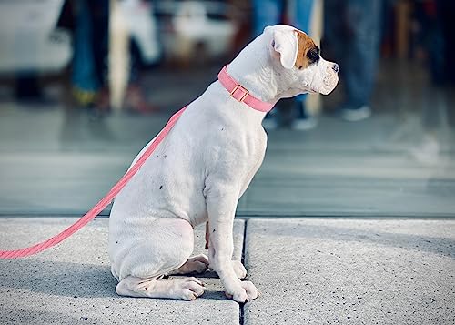 YUDOTE Hundehalsband und Leine Set Klein, Weiche Reizfreie Cord-Halsband-Leine Passende Combo für Den Täglichen Spaziergang, Rosa