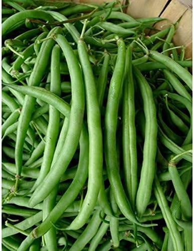 Miniatura 1 de Seed Kingdom 25 Seeds - Vegetal de jardín sin heirloom de Bean Burpee