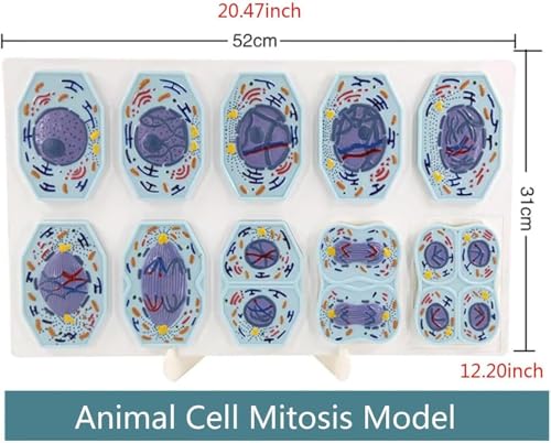 Modèle anatomique de méiose cellulaire résolvant les difficultés d'explication de la mitose - 5