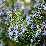 Outsidepride Rosemary Seeds - 1000 Pcs. Perennial Ground Cover, Drought-Tolerant, Easy to Grow Herb Seeds for Planting, Attracts Pollinators, Great for Gardens, Containers, & Culinary Use