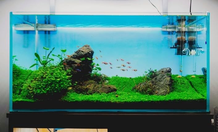 PBR Planted Aquarium Substrate Black Loose Soil Aqua Soil Planted Substrat 1kg 2