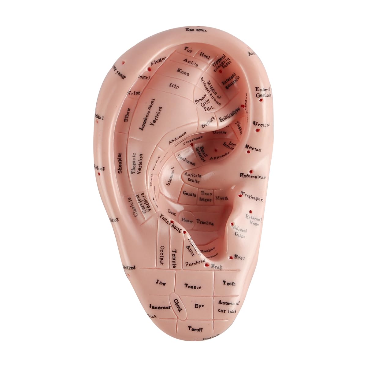 Modello punti di agopuntura dell'orecchio in PVC morbido 17 cm