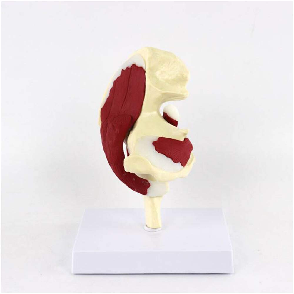 Modello Anatomico Bacino Umano Con Legamenti - Grandezza 1:1 - In PVC Per Studi Medici E Insegnamento - 2