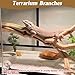 VCEPJH Snake Climbing Branch 3PCS Reptile Wood Natural Cork Log Terrarium Decor Bearded Dragon Tank Accessories Tree Trunk for Chameleon Gecko Ball Python Frog Panlong Wood (11.8-15.7in)