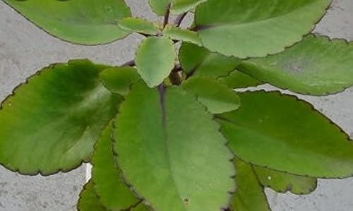 Flower for Garden Decoration, 1 Pcs 3" Pot Kalanchoe Pinnata