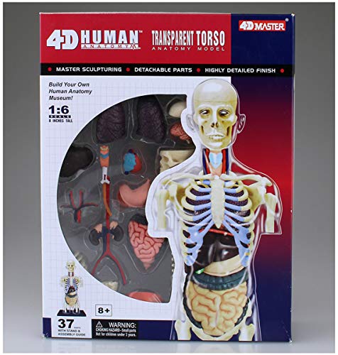 Maquette d'anatomie du squelette en plastique pour initiation médicale - 7