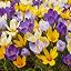 100 Multicoloured Crocuses