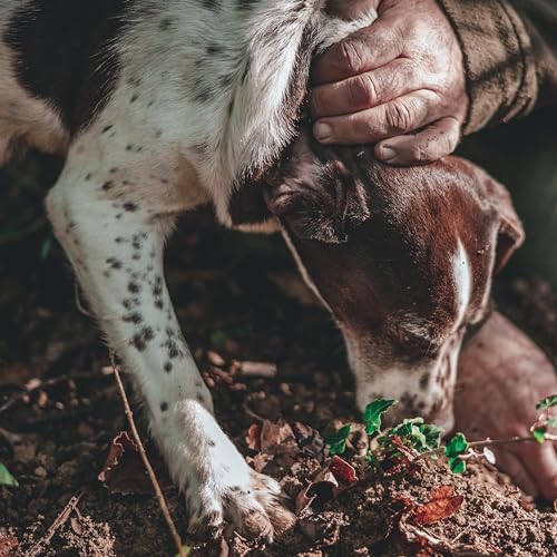 Valnerina Tartufi Weiße Trüffelsauce 160g | White Truffle Sauce | Creme auf der Basis von Weiß Trüffel, Schweinepilzen, Padano-Grana-Käse | Glas 160 gr.