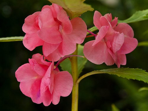 Creative Farmer Flower Seeds : Rose Balsam Flower Seeds For Garden - Kitchen Garden Pack (B01N2XE3QN) Amazon Price History, Amazon Price Tracker