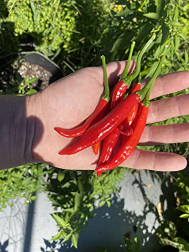 Calabrian Pepper Ristra Italian Piccante Calabrese Spicy Pepper of Calabria Premium Seeds for Planting Packet - Image 2