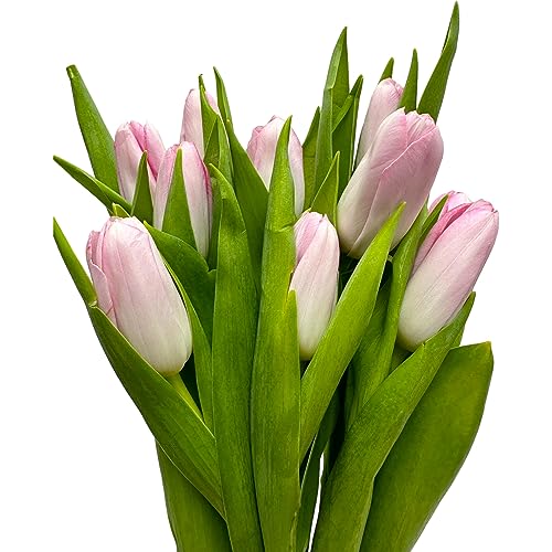 next day delivery 20 yellow tulips fresh cut flowers wheat field bouquet gifts for home decoration birthdays friendship and love pink