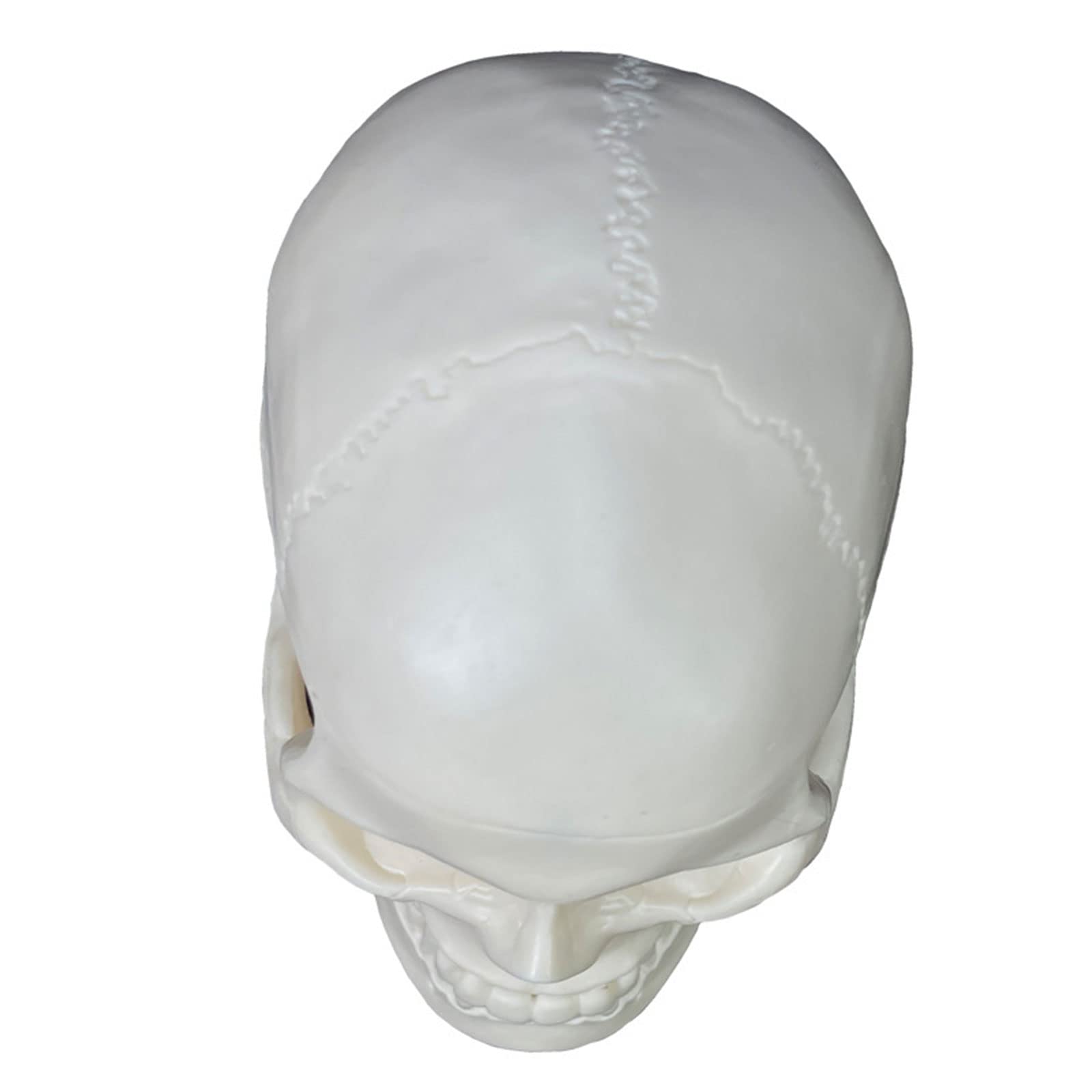 Realistyczny Model Ludzkiej Czaszki, 2 Części, Realistyczna Ludzka Czaszka Z Czapką, Materiały Dydaktyczne, Anatomiczny Model Czaszki Do Nauki