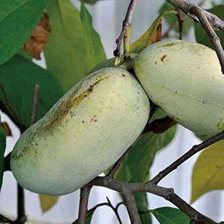 Amazon ポポー苗木 実生苗 在来種 実生 ポット苗 果物