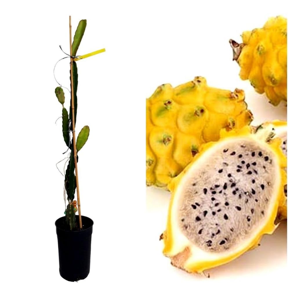 Planta natural Frutal Pitahaya Hylocereus megalanthus, Pitaya. Altura 80-90 cm. Produce deliciosa fruta de carne blanca y piel amarilla. Segura Garden
