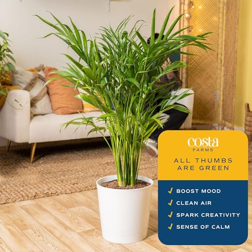 Image of Costa Farms Cat Palm Live Plants in Decorative Pot, Large Indoor Houseplant, Perfect for Home, Room, or Office Decor, Great House Warming or Birthday Gift, 3-4 Feet Tall, Pack of 2