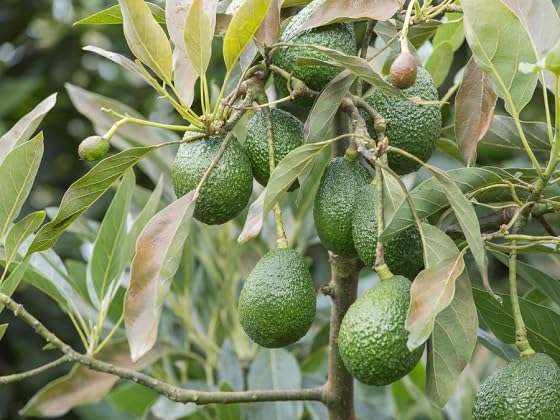 Lot de 10 nouvelles graines d'avocat fraîches