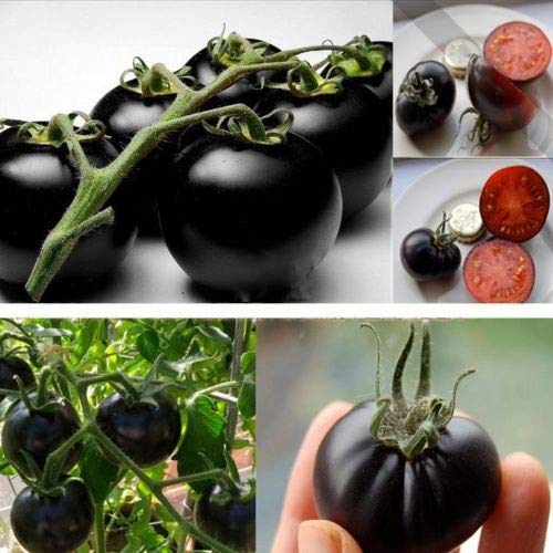 GEOPONICS GRAINES: Rare Tomate cerise noire Heirloom russe légumes 30pcs parfait