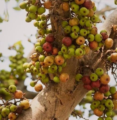 Image of All-Time12 Months Hybrid Grafted Guti Kolom Live Fruit Plant Original & Authentic Organic Tree for Outdoor Fast-Growing Fruit Plant Home Pack Of-1 (Fig Anjeer Air Layered Grafted Plant, Medium)
