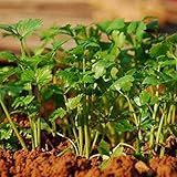 Saterkali Semillas de cilantro, 200 pieces/bolsa de semillas de cilantro vitaminas comestibles fácil de cultivar fácilmente planta semillas de cilantro para el exterior Verde