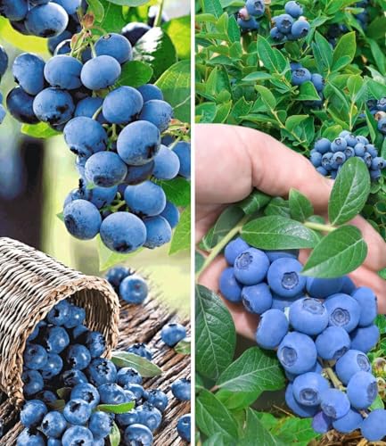BALDUR Garten 2er Heidelbeer-Sortiment Pflanzen im 2 Liter-Topf Trauben-Heidelbeere Reka und Heidelbeere Hortblue Blaubeeren Heidelbeeren Pflanze Vaccinium corymbosum reichtragend winterhart