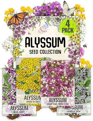 Seed Needs Heirloom Alyssum Flower Seed Packet Collection Variety Pack (Includes 4 Packets) Basket of Gold, Royal Carpet, Dwarf Pink & Carpet of Snow - Perfect for Rock Gardens