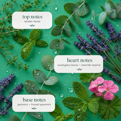Image of Ginger Lily Farms Botanicals Shampoo, 128oz /4pk, Eucalyptus Tranquility | 100% Vegan & Cruelty-Free | Moisturizing Shampoo for All Hair Types | Refill Size