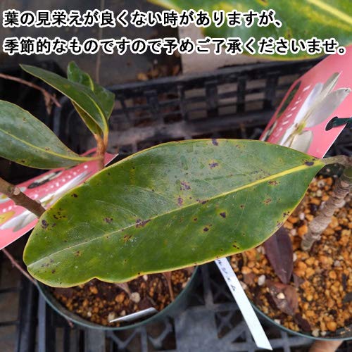 Amazon.co.jp: タイサンボク：リトルジェム 3.5号ポット[ガーデニング