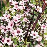 Manuka de decorativa semillas de silvestres verano jardín silvestres, siembra otoño, 200pcs