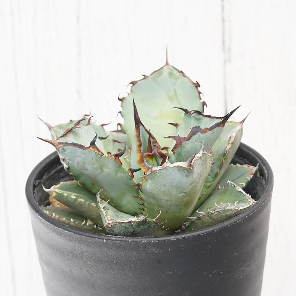 Amazon｜アガベ・チタノタ「黒犀牛（クロサイ）」 3.5号鉢｜観葉